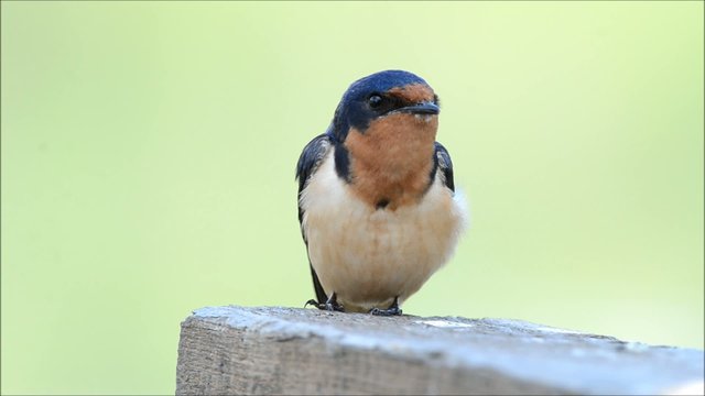 Barn swallow singing a song