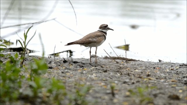 Killdeer on lake shore vocalizing