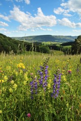 Obraz premium Wiesensalbei (Salvia pratensis) auf der Schwäbischen Alb