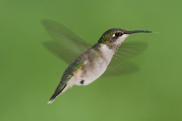 Fototapeta na wymiar Female Ruby-throated Hummingbird (archilochus colubris)