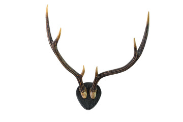 Deer antlers. Isolated on white