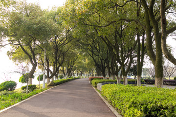 Country road with trees along