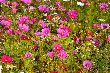 Colorful Cosmos Flowers