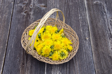 fresh spring dandelion medical flowers for food