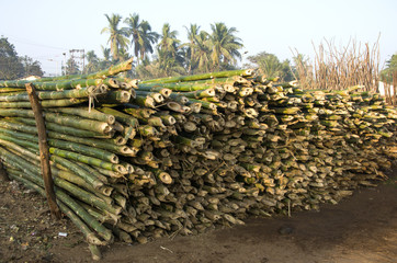 bamboo trunk material stack for building in asia, India