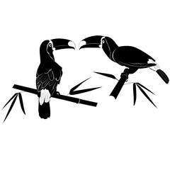 Obraz premium toucan and bamboo