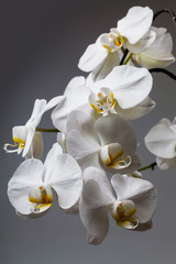 Panele Szklane  biała orchidea