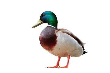 Obraz premium isolated male mallard duck