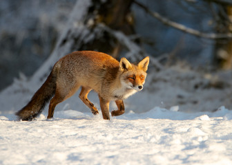 Fototapeta na wymiar Fox running