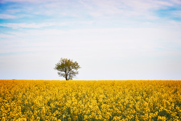Obraz premium Spring field