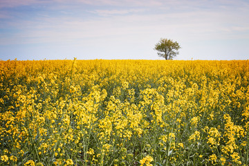 Obraz premium Spring field