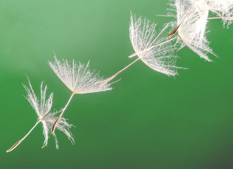 Dandelion seed )