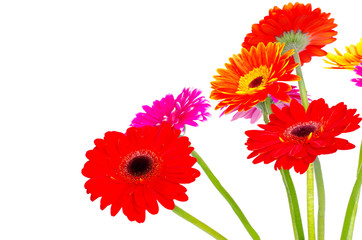 colorful gerberas