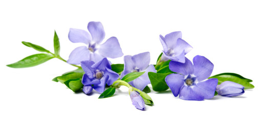 Obraz na płótnie Canvas Beautiful blue flower periwinkle isolated on white background