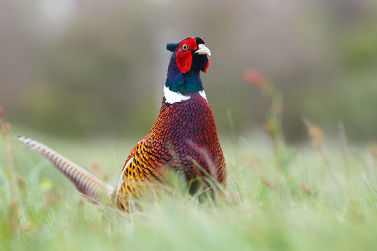 pheasant cock