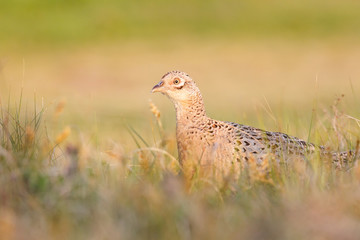 female pheasant