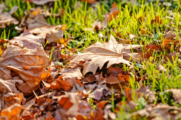 orange leaves