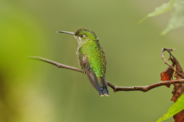Naklejka premium Hummingbird