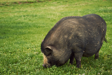 Vietnam pig