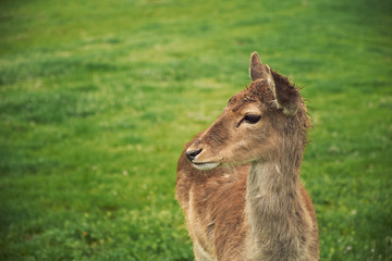 Baby deer