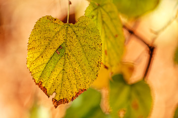 Fototapeta premium leaves in the park