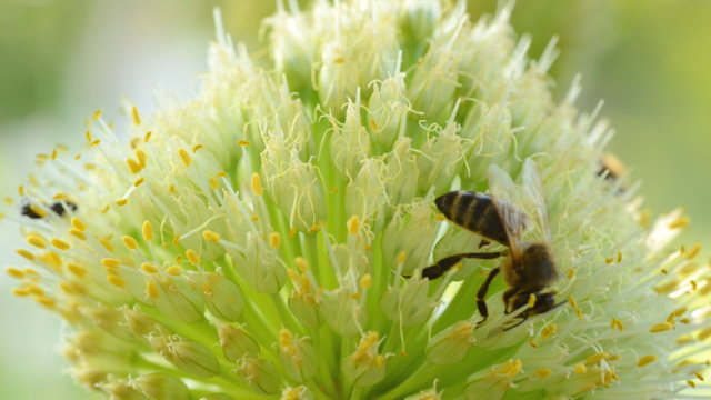 Bee Insects on a Flower (inflorescence of onions)