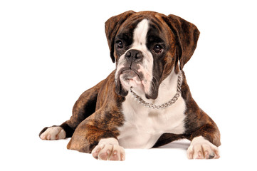 Boxer liegend Freisteller