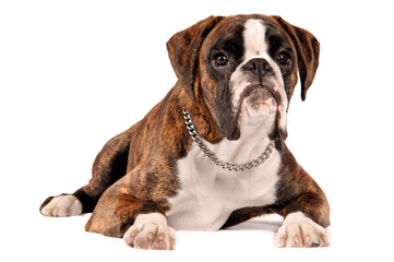 Boxer liegend Freisteller mit Halsband