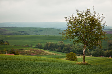 Tree on the meadow