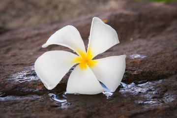 A Plumeria White