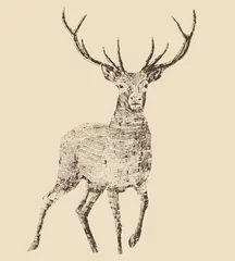 Deurstickers deer engraving style, vintage illustration © Alexandr Bakanov