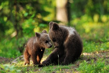 Bear cubs in forest © Erik Mandre