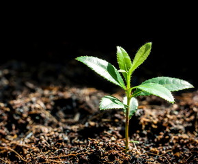 Trees are sprouting