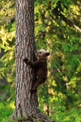 Bear cub climbing on tree