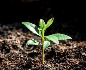 Trees are sprouting