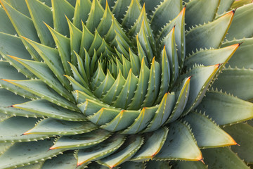 cacti leaves spiral
