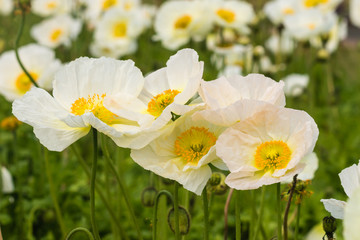 Naklejka premium white poppy flowers