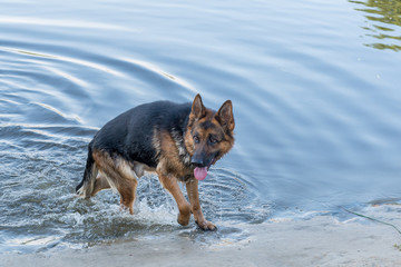 Dog. German Shepherd.