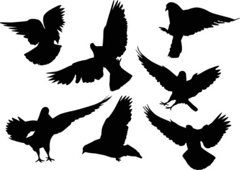 Obraz na płótnie Canvas seven isolated black doves