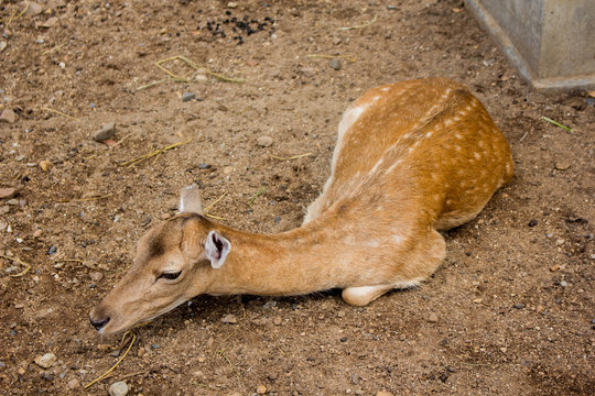 gazelle set on land at sunny day