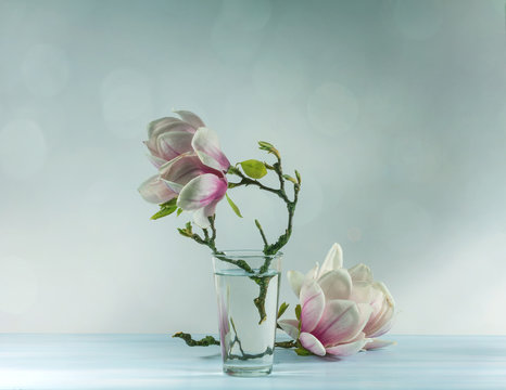 Fototapeta blooming magnolia with retro filter effect