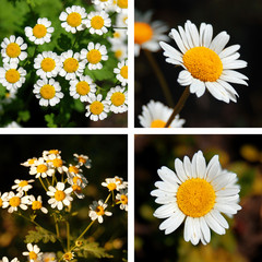 Collection of photos of daisies
