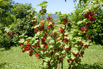 currant in the garden