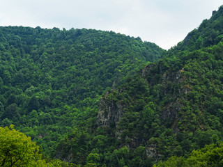 Fototapeta na wymiar Forest at The Mountains