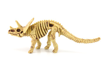 Fototapeta na wymiar Triceratops fossil skeleton model toy.