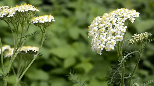 西洋ノコギリソウ Images – Browse 43 Stock Photos, Vectors, and