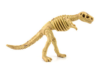 Tyrannosaurus rex fossil skeleton toy isolated on white.