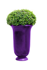 Park flowerpot with evergreen plant with clipping path