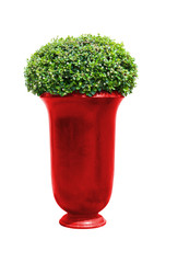Park flowerpot with evergreen plant with clipping path