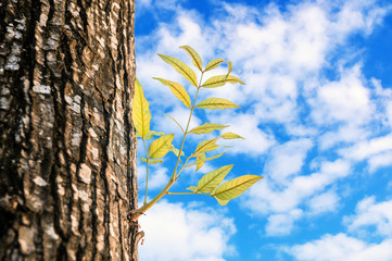 New life growing on the old timber on cloudy sky background. © bigy9950